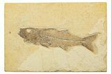 Uncommon Juvenile Fish Fossil (Mioplosus) - Wyoming #244626-1